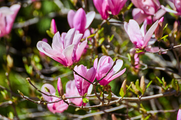 Obraz premium Vibrant Pink Magnolia Blossoms in Bloom, Eye-Level Perspective