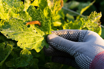 pests of the garden, slugs on arugula, snails eat the crop