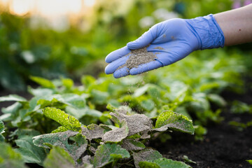 a woman's hand sprinkles ash on a radish sprout, crop protection from midges and fertilizer for the...