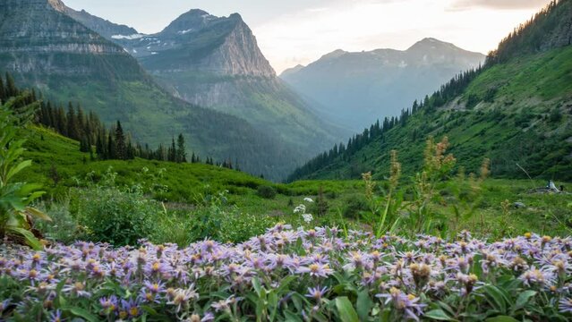 Glacier Flowers And Sunset from Going to the Sun Road