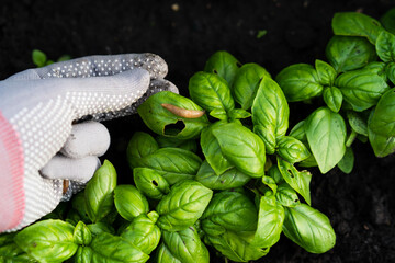 garden pests, slugs on the green basil, snails eat the harvest