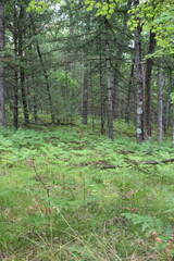fern meadow in the woods