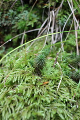 Green meadow in the woods.