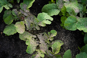 radish sprout sprinkled with ash - crop protection from pests and fertilizer for the crop