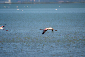 Captivating Flamingo Ballet in Albanian Lagoons