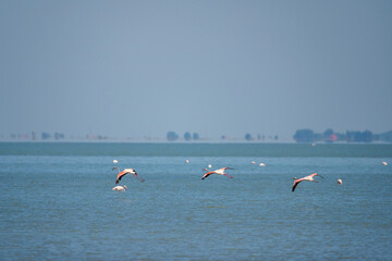 Captivating Flamingo Ballet in Albanian Lagoons