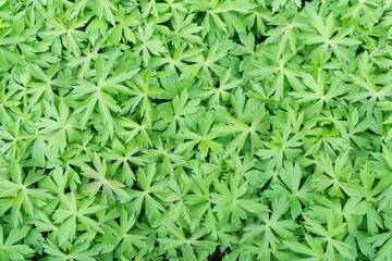 Full frame of green leaves catching the morning sunlight