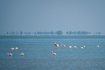 Captivating Flamingo Ballet in Albanian Lagoons