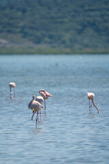 Captivating Flamingo Ballet in Albanian Lagoons