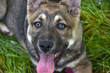 A young puppy plays in the spring garden plot and beds