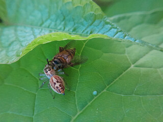 little spider hunting an insect