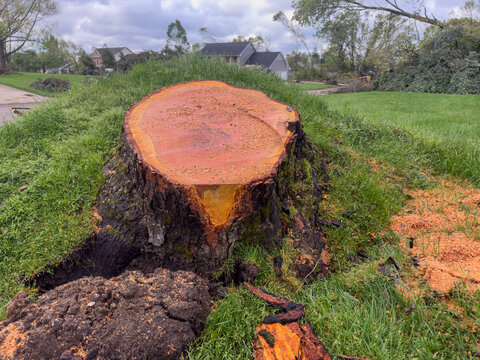 Tree Stump from Tornado Damage to Neighborhood in Michigan