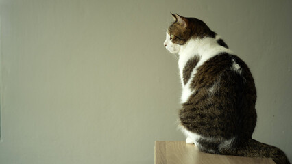 a tabby cat sitting with its back turned.