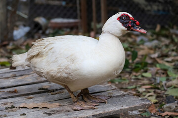 The white duck is rest at farm