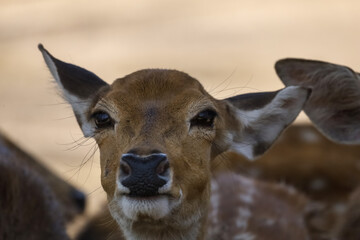 Obraz premium Close up head female deer in garden