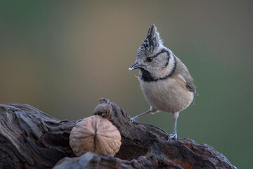 European Crested Tit perched on a branch eating a nut, isolated on a blurred background