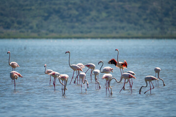 Captivating Flamingo Ballet in Albanian Lagoons