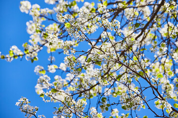 Spring Blossom Canopy in Sunlight, Low Angle View