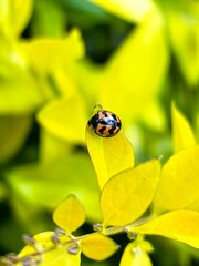ladybird on flower