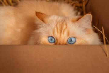 Funny cat with big blue eyes sitting in a cardboard box and peeking out