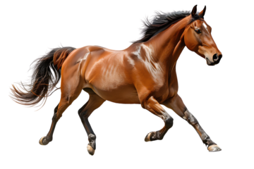 horse isolated on white background