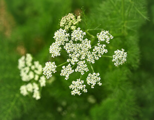 Beautiful close-up of myrrhis odorata