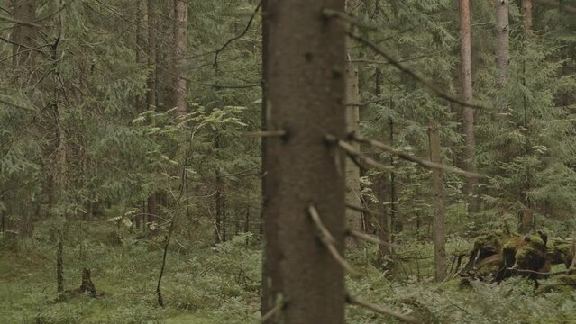 Tracking no people shot of mixed forest with green trees and bushes on summer dayTracking no people shot of mixed forest with green trees and bushes on summer dayTracking no people shot of mixed fores