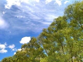 Obraz premium trees and sky
