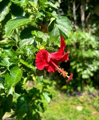Hibiscus rosa sinensis or bunga sepatu red flower petal isolated on green garden botanical leaves background.