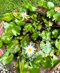 White and slight purple with yellow flower petals flora water lily lotus isolated on green lily...