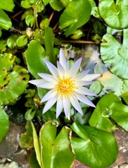 White and slight purple with yellow flower petals flora water lily lotus isolated on green lily...