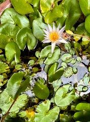 White and slight purple with yellow flower petals flora water lily lotus isolated on green lily...