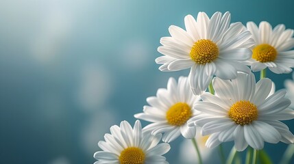 Beautiful, colorful chamomile daisy flowers. Floral composition