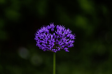 thistle flower