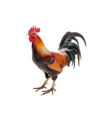 Fototapeta premium big beautiful rooster