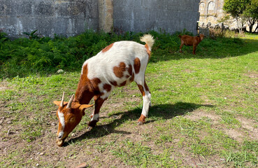 A white goat with brown spots, eating a fruit on the farm, goat eats an apple