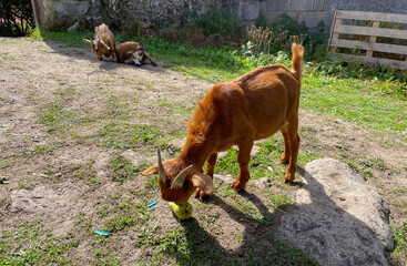 A goat eating a pear in the field, and two other goats playing behind