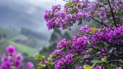 Obraz premium A tree with purple flowers stands in front of a towering mountain, creating a striking natural contrast in the landscape