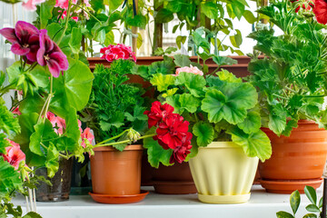 Home flowers on the balcony close-up, geraniums with flowers and greenery