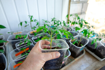 Tomato seedlings in plastic containers close-up