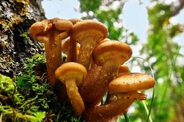 A bunch of honey mushrooms on a tree trunk close-up