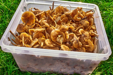 Harvest of forest mushrooms honey mushrooms in a large basket close-up