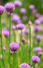 Beautiful close-up of allium schoenoprasum