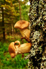 Honey mushrooms on a tree trunk close-up