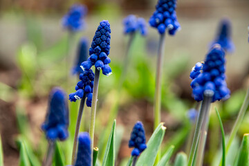 Blue spring flowers in the garden closeup, beautiful grape hyacinth