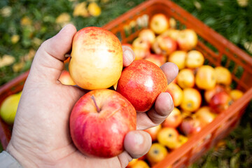 Red ripe apples in hand against the background of a basket of apples