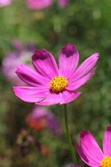 Obraz premium cosmos flower in the garden