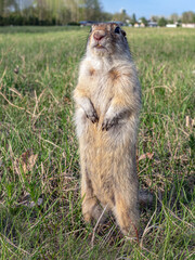 Prairie dog male standing on his hind legs and looking at the camera