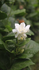 Beautiful white fresh jasmine flower