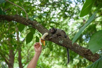 Macaquinho na chácara